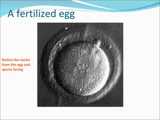 A fertilized egg Notice the nuclei  from the egg and  sperm fusing 