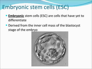 Stem cell & therapeutic cloning Lecture Slide 22