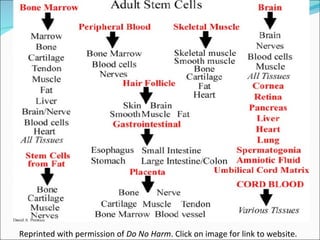 Stem cell & therapeutic cloning Lecture Slide 32