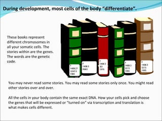 Stem cell & therapeutic cloning Lecture Slide 4