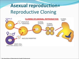 Stem cell & therapeutic cloning Lecture Slide 61