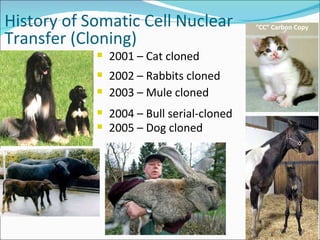 Stem cell & therapeutic cloning Lecture Slide 63