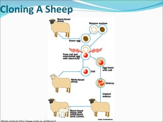 Stem cell & therapeutic cloning Lecture Slide 64