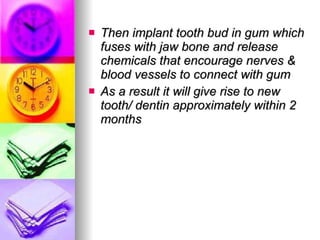 Then implant tooth bud in gum which fuses with jaw bone and release chemicals that encourage nerves & blood vessels to connect with gum As a result it will give rise to new tooth/ dentin approximately within 2 months 