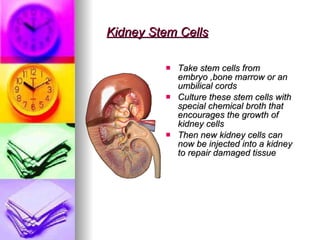 Kidney Stem Cells Take stem cells from embryo ,bone marrow or an umbilical cords Culture these stem cells with special chemical broth that encourages the growth of kidney cells Then new kidney cells can now be injected into a kidney to repair damaged tissue 