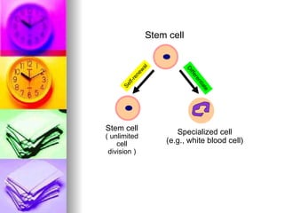 Stem cell Stem cell ( unlimited cell division ) Self-renewal Specialized cell (e.g., white blood cell) Differentiate 
