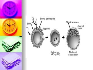 Zona pellucida Blastomeres (Zygote) 