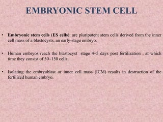 EMBRYONIC STEM CELL
• Embryonic stem cells (ES cells): are pluripotent stem cells derived from the inner
cell mass of a blastocysts, an early-stage embryo.
• Human embryos reach the blastocyst stage 4–5 days post fertilization , at which
time they consist of 50–150 cells.
• Isolating the embryoblast or inner cell mass (ICM) results in destruction of the
fertilized human embryo.
 