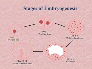 Stages of Embryogenesis
Day 1
Fertilized egg
Day 2
2-cell embryo
Day 3-4
Multi-cell embryo
Day 5-6
BlastocystDay 11-14
Tissue Differentiation
12
 