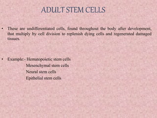 ADULT STEM CELLS
• These are undifferentiated cells, found throughout the body after development,
that multiply by cell division to replenish dying cells and regenerated damaged
tissues.
• Example:- Hematopoietic stem cells
Mesenchymal stem cells
Neural stem cells
Epithelial stem cells
 