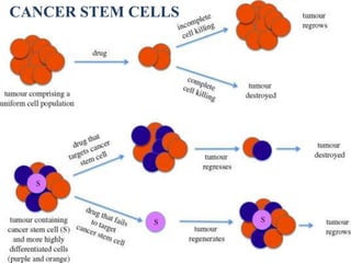 Cancer stem cells?
CANCER STEM CELLS
 