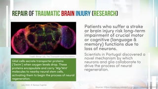 Repair of Traumatic Brain Injury (Research)
Patients who suffer a stroke
or brain injury risk long-term
impairment of crucial motor
or cognitive (language &
memory) functions due to
loss of neurons.
Scientists in Portugal discovered a
novel mechanism by which
neurons and glia collaborate to
drive the process of neural
regeneration.
July 2022. © Xeraya Capital.
15
Credit: Rhiner Lab, The Champalimaud Foundation
Source: https://www.eurekalert.org/news-releases/955923
Glial cells secrete transporter proteins
(‘Swim’) when oxygen levels drop. These
proteins encapsulate and carry ‘Wg/Wnt’
molecules to nearby neural stem cells,
activating them to begin the process of neural
regeneration.