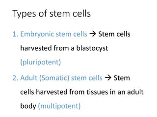 Types of stem cells
1. Embryonic stem cells  Stem cells
harvested from a blastocyst
(pluripotent)
2. Adult (Somatic) stem cells  Stem
cells harvested from tissues in an adult
body (multipotent)
 