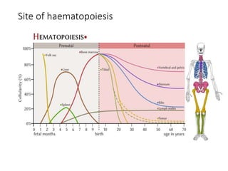 Site of haematopoiesis
 