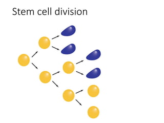 Stem cell division
 
