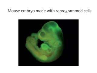 Mouse embryo made with reprogrammed cells
 