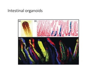 Intestinal organoids
 