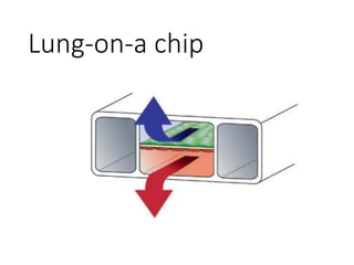 Lung-on-a chip
 