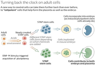 STAP cells are derived from ES cells