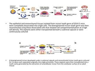 • The epithelial and mesenchymal tissues isolated from incisor tooth germ of ED14.5 mice
were completely dissociated into single cells. The bioengineered incisor tooth germ was then
reconstituted using these dissociated cells that showed cell compartmentalization at a high
cell density. The explants were either transplanted beneath a subrenal capsule or were
continuously cultured
• A bioengineered incisor developed under a subrenal capsule and reconstituted incisor tooth germ cultured
for 2 d were each separated surgically into single primordia. These explants were then transplanted into a
tooth cavity generated by the extraction of amandibular incisor from the vestibular surface of an adult
mouse
 