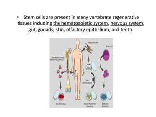 • Stem cells are present in many vertebrate regenerative
tissues including the hematopoietic system, nervous system,
gut, gonads, skin, olfactory epithelium, and teeth.
 