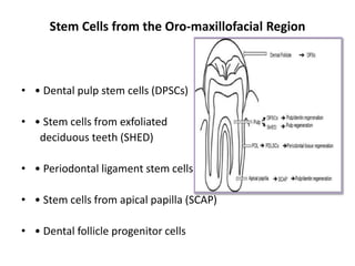Stem Cells from the Oro-maxillofacial Region
• • Dental pulp stem cells (DPSCs)
• • Stem cells from exfoliated
deciduous teeth (SHED)
• • Periodontal ligament stem cells
• • Stem cells from apical papilla (SCAP)
• • Dental follicle progenitor cells
 