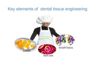 Key elements of dental tissue engineering
scaffold
Stem cells
Growth factors
 
