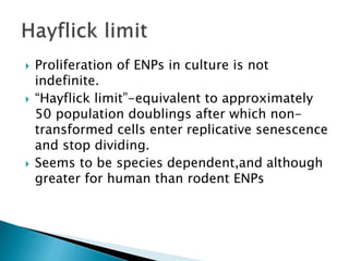  Proliferation of ENPs in culture is not 
indefinite. 
 “Hayflick limit”-equivalent to approximately 
50 population doublings after which non-transformed 
cells enter replicative senescence 
and stop dividing. 
 Seems to be species dependent,and although 
greater for human than rodent ENPs 
 