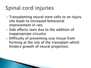  Transplanting neural stem cells to an injury 
site leads to increased behavioral 
improvement in rats 
 Side effects seen due to the addition of 
inappropriate circuitry 
 Difficulty of preventing scar tissue from 
forming at the site of the transplant which 
hinders growth of neural projection. 
 