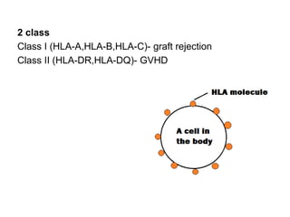 2 class
Class I (HLA-A,HLA-B,HLA-C)- graft rejection
Class II (HLA-DR,HLA-DQ)- GVHD
 