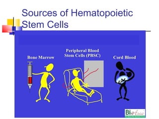 Sources of Hematopoietic
Stem Cells
 Bone Marrow
 PBSC (peripheral blood stem cells)
 Umbilical Cord
 