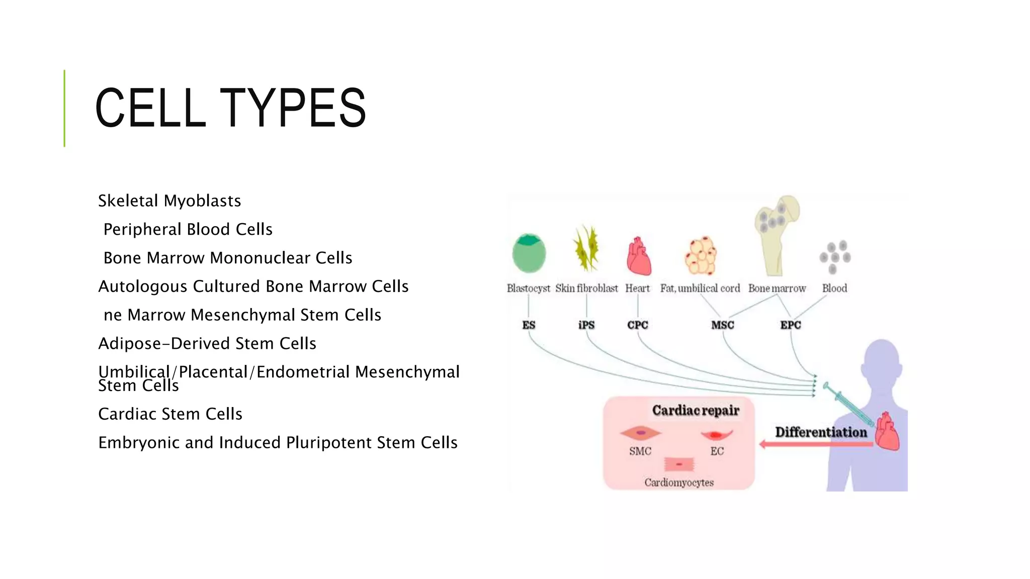 CELL TYPES
Skeletal Myoblasts
Peripheral Blood Cells
Bone Marrow Mononuclear Cells
Autologous Cultured Bone Marrow Cells
ne Marrow Mesenchymal Stem Cells
Adipose-Derived Stem Cells
Umbilical/Placental/Endometrial Mesenchymal
Stem Cells
Cardiac Stem Cells
Embryonic and Induced Pluripotent Stem Cells
 
