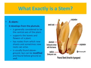 Stem characteristics, functions and modifications | PPTX