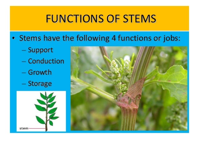 Stem characteristics, functions and modifications
