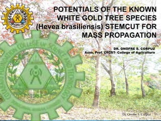 POTENTIALS OF THE KNOWN
WHITE GOLD TREE SPECIES
(Hevea brasiliensis) STEMCUT FOR
MASS PROPAGATION
DR. ONOFRE S. CORPUZ
Asso. Prof. CFCST- College of Agriculture

Dr. Onofre S. Corpuz

 