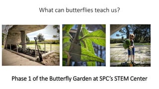 Phase 1 of the Butterfly Garden at SPC’s STEM Center
What can butterflies teach us?
 