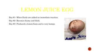 LEMON JUICE EGG
Day #1- When fluids are added no immediate reaction.
Day #2- Becomes foamy and thick.
Day #3- Produced a lemon foam and is very bumpy.
 