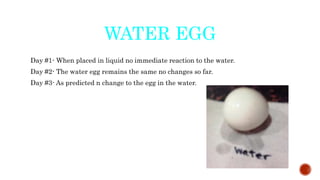WATER EGG
Day #1- When placed in liquid no immediate reaction to the water.
Day #2- The water egg remains the same no changes so far.
Day #3- As predicted n change to the egg in the water.
 