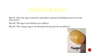 VINEGAR EGG
Day #1- Once the egg is placed in immediate reaction of bubbling seems to be the
most active.
Day #2- The egg is now feeling very rubbery.
Day #3- The vinegar egg is see through leaving only the membrane!
 
