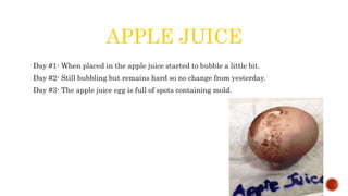APPLE JUICE
Day #1- When placed in the apple juice started to bubble a little bit.
Day #2- Still bubbling but remains hard so no change from yesterday.
Day #3- The apple juice egg is full of spots containing mold.
 
