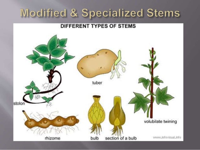 Stem Functions And its modifications