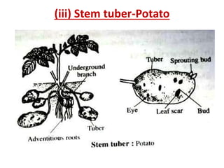 Tuber Stem