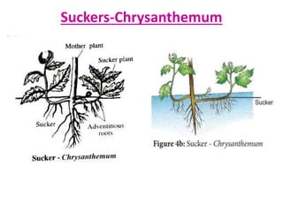 Modified Stems Examples