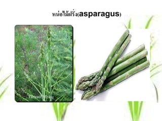 หน่ อไม้ ฝรั่ง(asparagus)
 