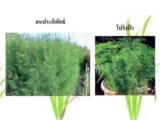 สนประดิพทธ์
        ั
              โปร่งฟา
                    ้
 