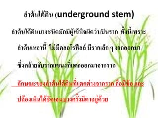 ลาต้นใต้ดน (underground stem)
      ํ       ิ
ลาต้นใต้ดนบางชนิดมกมผ้ ูเข้าใจผดว่าเป็นราก ท้งนีเ้ พราะ
 ํ       ิ        ั ี          ิ             ั
  ลาต้นเหล่านี้ ไม่มคลอโรฟีลล์ มีรากเลก ๆ งอกออกมา
   ํ                ี                 ็

  ซึ่งคล้ายกบรากแขนงที่แตกออกมาจากราก
            ั

  ลกษณะของลาต้นใต้ดนทแตกต่างจากราก คอมข้อ และ
   ั       ํ       ิ ี่             ื ี
  ปล้ องเห็นได้ ชัดเจนบางครั้งมีตาอยู่ด้วย
 