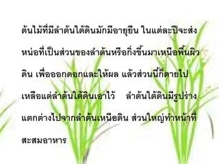 ต้นไม้ท่ ีมีลาต้นใต้ดนมักมีอายุยืน ในแต่ละปีจะส่ง
             ํ       ิ
หน่ อที่เป็ นส่ วนของลําต้ นหรื อกิ่งขึนมาเหนือพืนผิว
                                       ้         ้
ดิน เพื่อออกดอกและให้ ผล แล้ วส่ วนนีกตายไป
                                     ้็
เหลือแต่ ลาต้ นใต้ ดนเอาไว้ ลําต้ นใต้ ดนมีรูปร่ าง
          ํ         ิ                   ิ
แตกต่ างไปจากลําต้ นเหนือดิน ส่ วนใหญ่ ทาหน้ าที่
                                        ํ
สะสมอาหาร
 