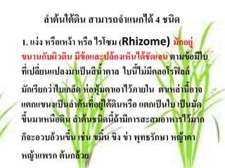 ลําต้ นใต้ ดน สามารถจําแนกได้ 4 ชนิด
                  ิ
1. แง่ ง หรือเหง้ า หรือ ไรโซม (Rhizome) มกอย่ ู ั
ขนานกับผิวดิน มีข้อและปล้ องเห็นได้ ชัดเจน ตามข้อมใบ    ี
ทีเ่ ปลียนแปลงมาเป็ นสี นําตาล ใบนีไม่ มคลอโรฟิ ลล์
        ่                  ้         ้ ี
มกเรียกว่าใบเกลด ห่อห้ ุมตาเอาไว้ภายใน ตาเหล่านีอาจ
     ั             ็                                 ้
แตกแขนงเป็ นลําต้ นที่อยู่ใต้ ดนหรือ แตกเป็ นใบ เป็ นมัด
                                ิ
ขนมาเหนือดน ลาต้นชนิดนีถ้ามการสะสมอาหารไว้มาก
  ึ้           ิ ํ             ้ ี
ก็จะอวบอ้ วนขึน เช่ น ขมิน ขิง ข่ า พุทธรักษา หญ้ าคา
                ้            ้
หญ้าแพรก ต้นกล้วย
 