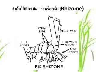 ลําต้ นใต้ ดนชนิด แง่ งหรือเหง้ า (Rhizome)
            ิ
 