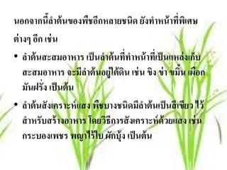 นอกจากนีลาต้นของพชอกหลายชนิด ยงทาหน้าทพเิ ศษ
             ้ํ           ื ี           ั ํ         ี่
ต่ างๆ อีก เช่ น
• ลําต้ นสะสมอาหาร เป็ นลําต้ นทีทําหน้ าทีเ่ ป็ นแหล่ งเก็บ
                                  ่
    สะสมอาหาร จะมลาต้นอย่ ูใต้ดน เช่น ขง ข่า ขมน เผอก
                       ีํ       ิ          ิ           ิ้ ื
    มันฝรั่ง เป็ นต้ น
• ลําต้ นสั งเคราะห์ แสง พืชบางชนิดมีลาต้ นเป็ นสี เขียว ไว้
                                      ํ
    สําหรับสร้างอาหาร โดยวธีการสังเคราะห์ด้วยแสง เช่น
                              ิ
    กระบองเพชร พญาไร้ ใบ ผักบุ้ง เป็ นต้ น
 